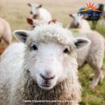 Sheep are the Secret Sauce to Solar Farm Success - Texas Best Solar Buy Back Plans